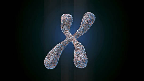 x chromosome - adipose cell imagens e fotografias de stock