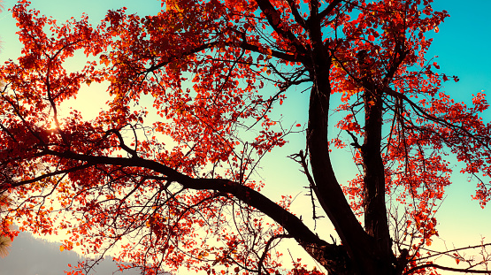 Autumn orange leaves on the tree branches. Autumn scenery.