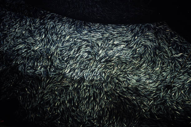Fishing industry: huge catch of herring fish on the boat out in the water of North East Atlantic Ocean