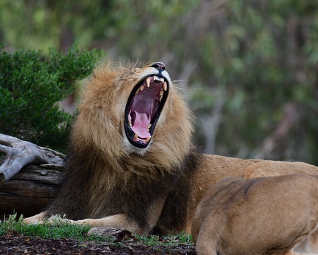 young beautiful lion catches meat in safari park.