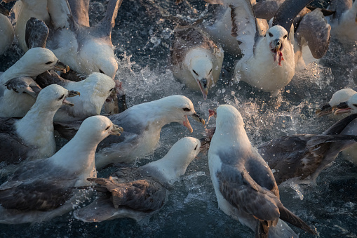 A squawking herring gull (Larus argentatus) at the beach.