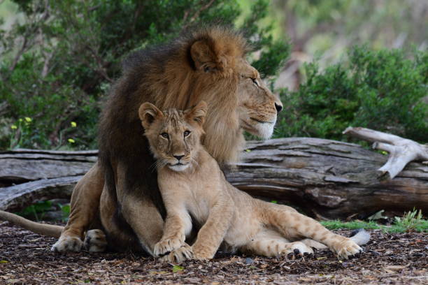 istock Male lion with cub 1919029209