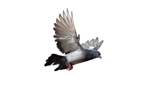 Movement scene of rock pigeon flying in the air isolated on white background. A rock pigeon spreads its wings in the air.