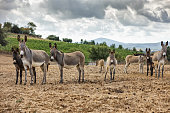 Typical Tuscany view: donkeys in Chianti and Val d'Orcia country landscape