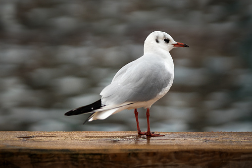 A white common gull (Chroicocephalus ridibundus) perched a wooden table