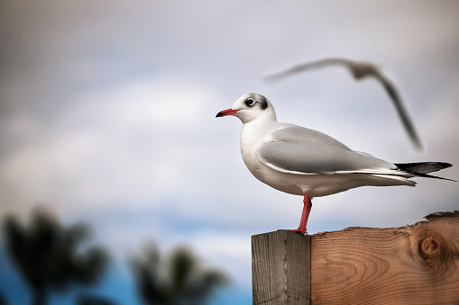 A common gull (Chroicocephalus ridibundus) perched atop a wooden fence post