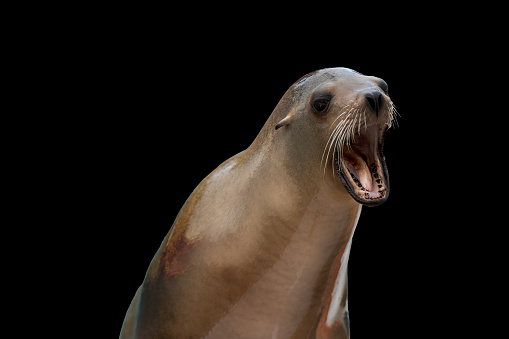 A close-up shot of a seal growling against a dark background