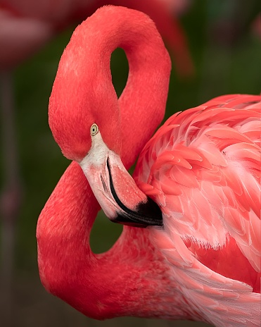 A close-up of a pink flamingo standing against a blurred background