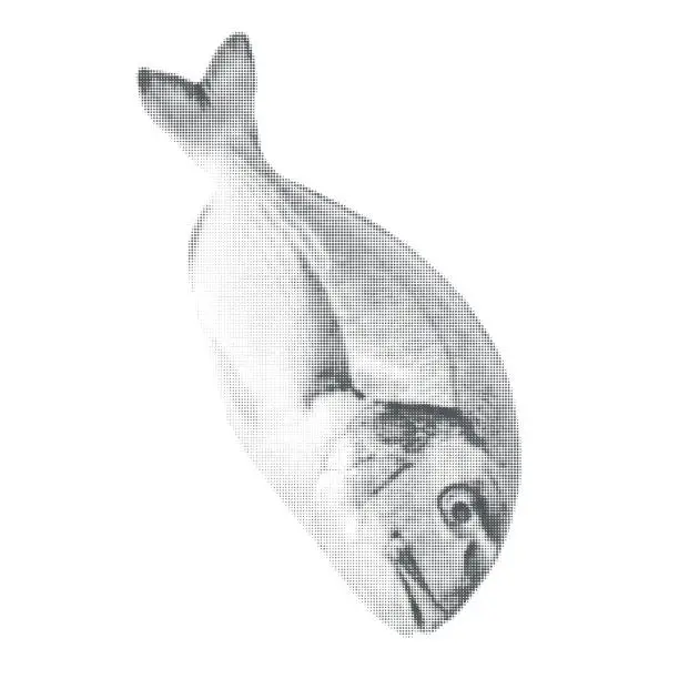 Vector illustration of dorado fish, raw, fresh, isolated on white background