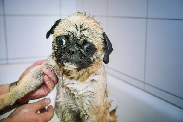 A small pug dog in the bathtub.