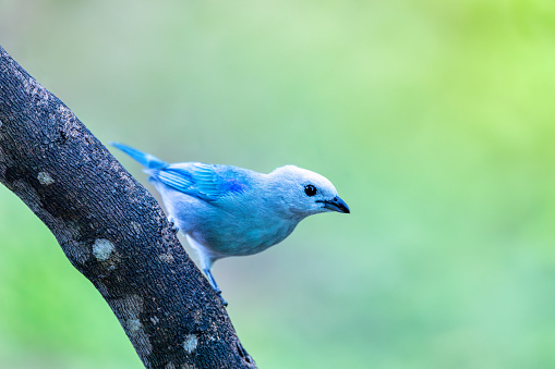 A beautiful mountain bluebird on a branch.