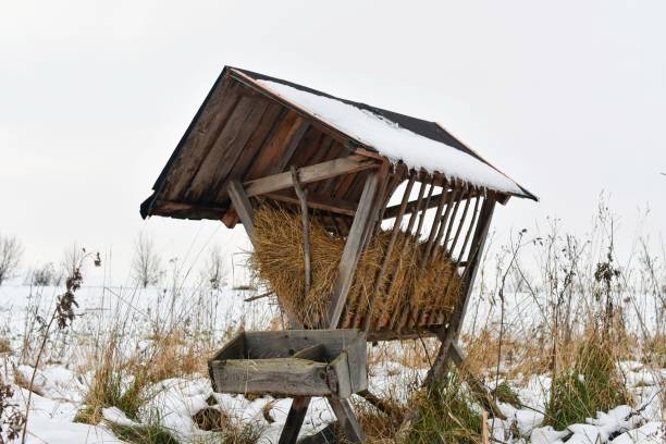 A snowy hay rack in winter. Feeding rack filled with hay and ready for winter feeding of game animals. Concept of the end of the hunting season and preparation for winter feeding of deer stock photo