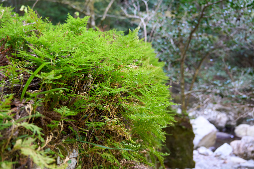 Green moss growing on rocks in a mountain stream.