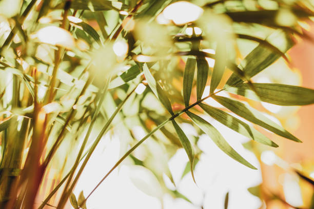 house plant chamedorea close-up - chamedora zdjęcia i obrazy z banku zdjęć