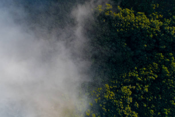 istock drone aerial view of a mixed deciduous forest with fog in spring 1919100814