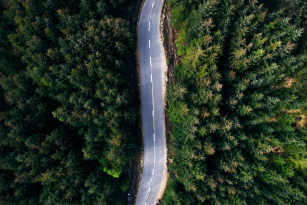 istock Country road through a forest 1919114181