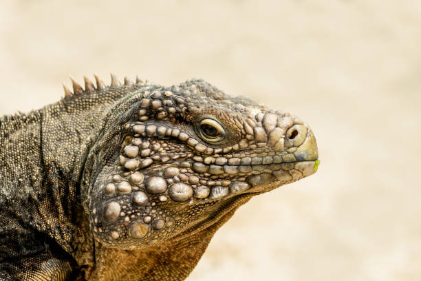 istock Side portrait of an iguana. Lizard close-up. Iguanidae. 1919114708