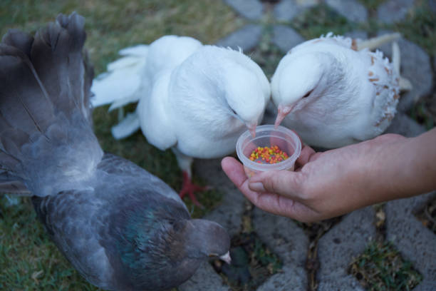 Beautiful senior citizen couple feeding the pigeons whilst enjoying a beautiful day travelling together in Amsterdam