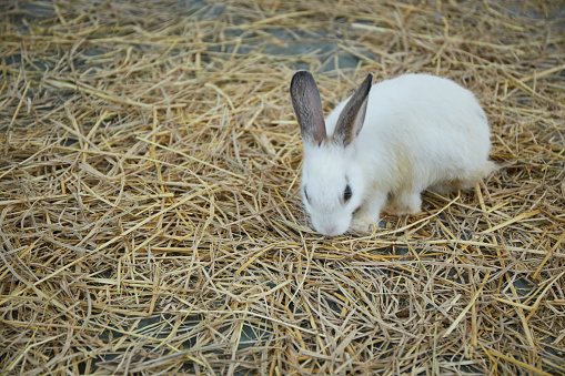 Rabbit in the farm, close-up of a white rabbit