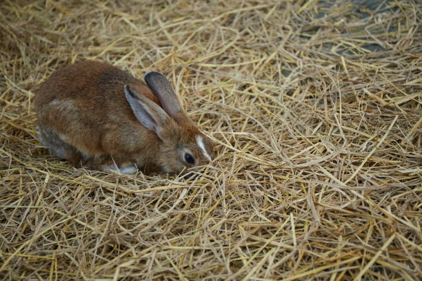 istock Rabbit in the farm 1919118477