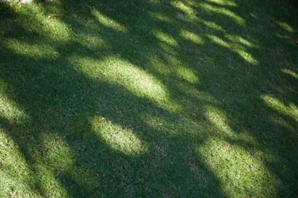 Shadow of tree on green grass field at public park