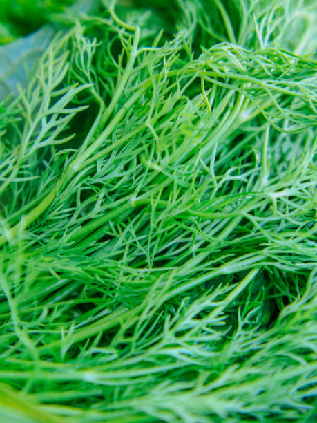 istock green vegetable in my garden 1919119540