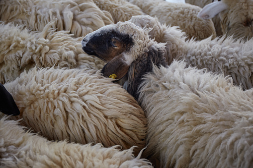 Black sheep surrounded of white sheep