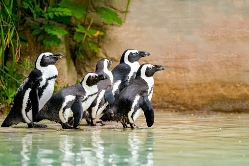 A group of black and white penguins.