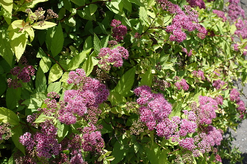 Plentiful pink flowers and buds of Spiraea japonica in June