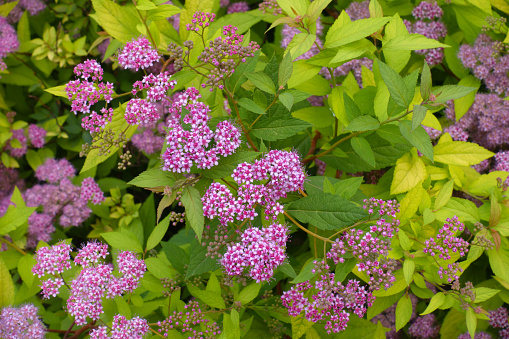 Pink flowers and lime green leaves of Spiraea japonica in mid June