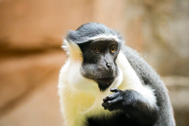 Portrait of a Roloway monkey. Animal in close-up. Cercopithecus roloway.