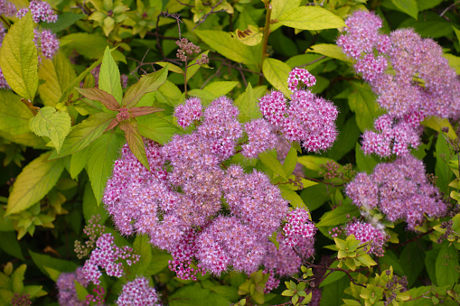 Profusion of pink flowers of Spiraea japonica in mid June