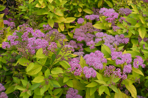 Yellowish green leaves and pink flowers of Spiraea japonica in mid June