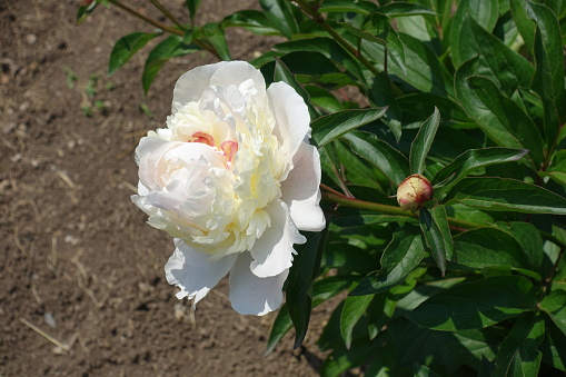 Showy white flower and bud of common peony in June