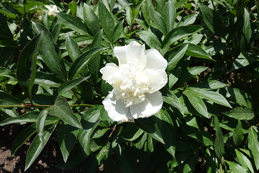 Pure white flower of common peony in June