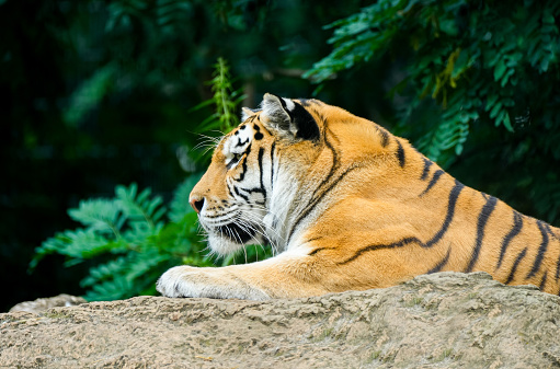 Portrait of an Indian tiger.