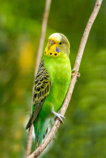 istock Budgie sitting on a branch. Bird in close-up. 1919127644