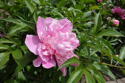 Double pink flower of common peony in May