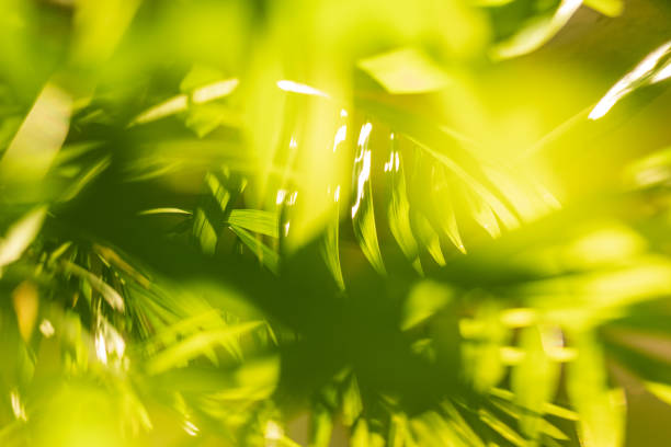 House plant chamedorea close-up
