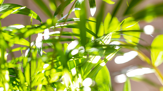 House plant chamedorea close-up