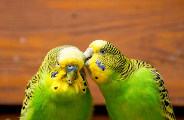 istock Budgie pair in front of a brown wooden background. 1919136974