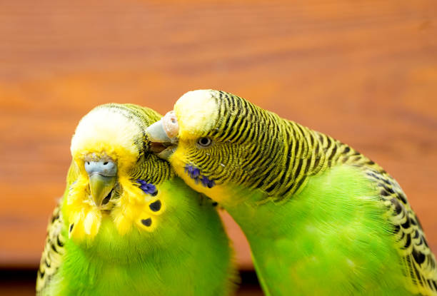 istock Budgie pair in front of a brown wooden background. 1919136975
