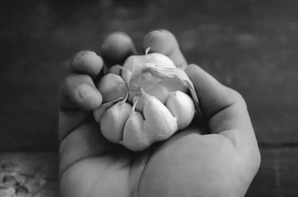 Photo of indian garlic close up