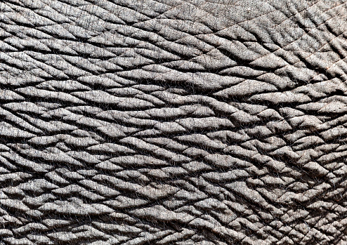 Close-up of elephant skin for texture or background