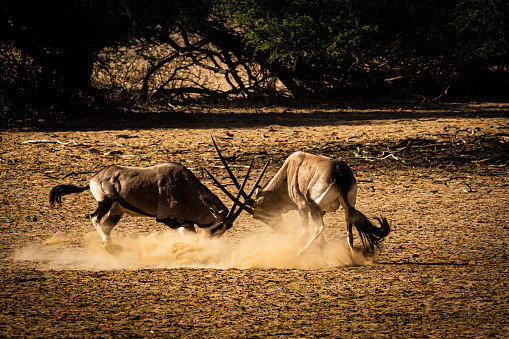 Fighting South African oryx (Oryx gazella) (Gemsbok) near Twee Rivieren in the Kgalagadi Transfrontier Park in the Kalahari