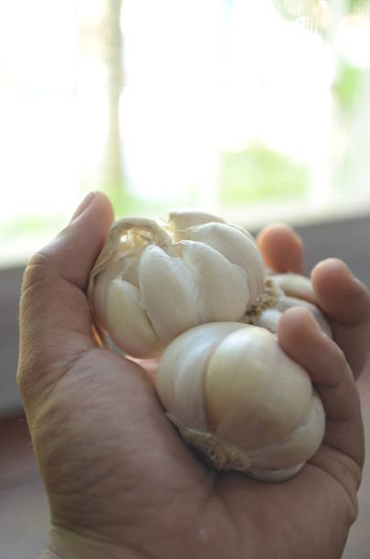 istock indian garlic close up 1919142344