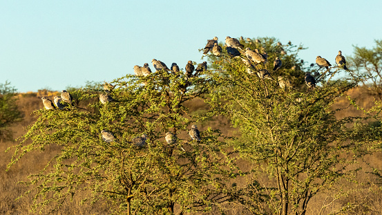 Black-backed jackal (Rooijakkals) (Lupulella mesomelas) hunting Ring-necked Doves (Gewone tortelduif) (Streptopelia capicola) at Cubitje Quap in the Kgalagadi Transfrontier Park, Kalahari