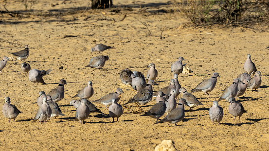 Black-backed jackal (Rooijakkals) (Lupulella mesomelas) hunting Ring-necked Doves (Gewone tortelduif) (Streptopelia capicola) at Cubitje Quap in the Kgalagadi Transfrontier Park, Kalahari