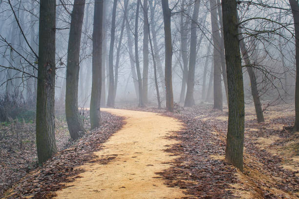 road in the fog. - poplar tree aspen tree tree winter stock-fotos und bilder