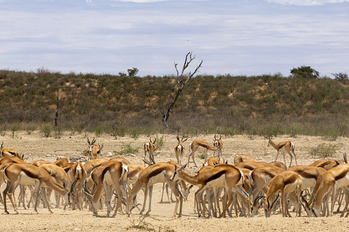 Large Springbok herd (Antidorcas marsupialis) near Union’s End in the Kgalagadi Transfrontier Park